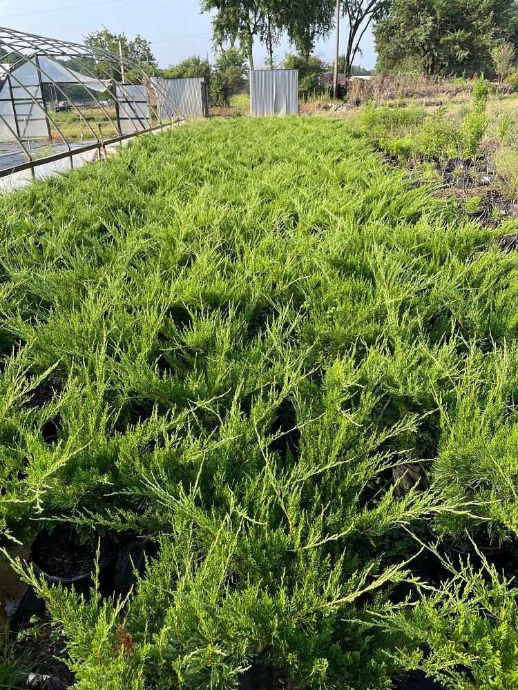 juniperus-chinensis-sea-green-chinese-juniper