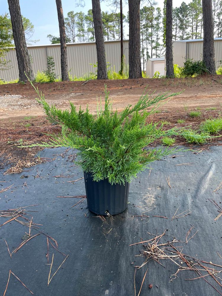 juniperus-chinensis-sea-green-chinese-juniper