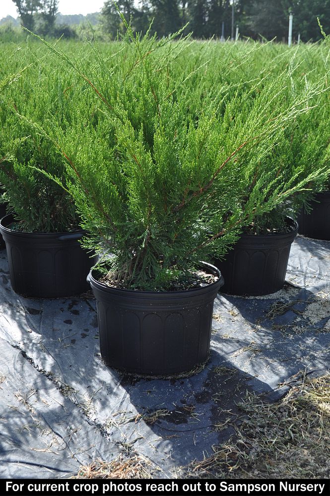 juniperus-chinensis-sea-green-chinese-juniper