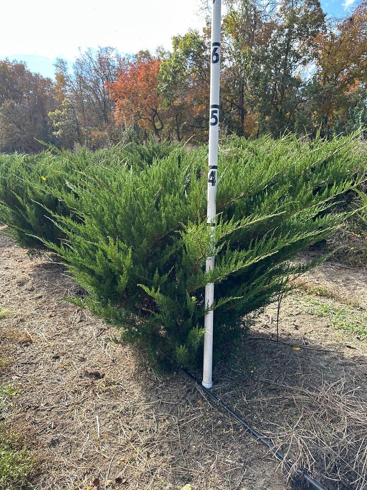 juniperus-chinensis-sea-green-chinese-juniper