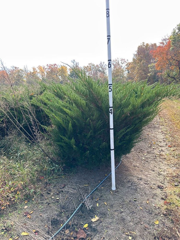 juniperus-chinensis-sea-green-chinese-juniper