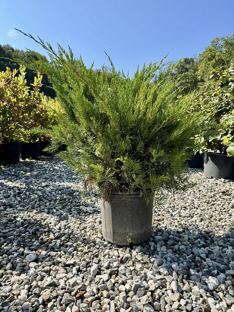 juniperus-chinensis-sea-green-chinese-juniper