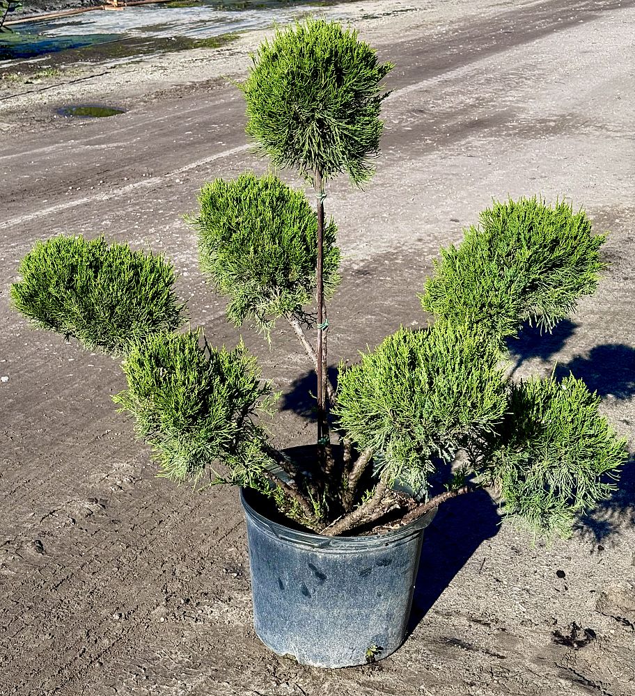 juniperus-chinensis-sea-green-topiary-pom-pom-chinese-juniper
