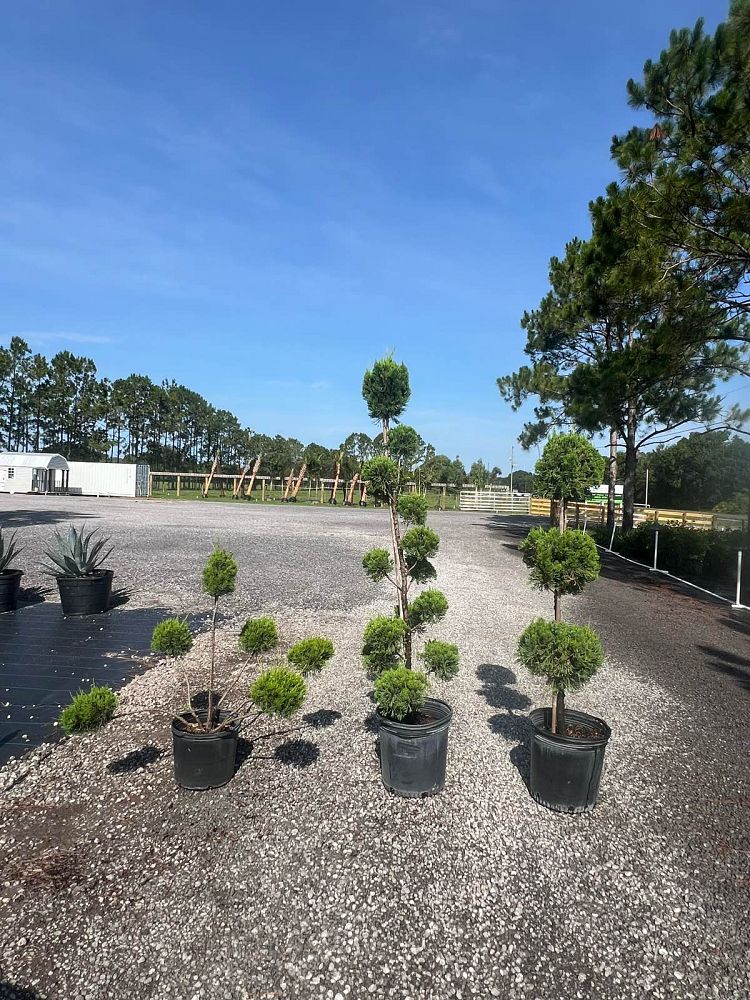 juniperus-chinensis-sea-green-topiary-pom-pom-chinese-juniper