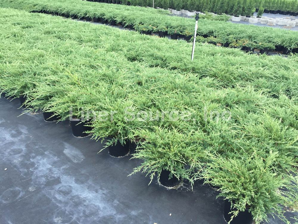 juniperus-chinensis-sea-spray-chinese-juniper