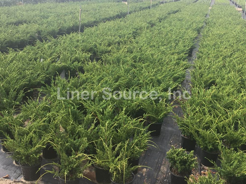 juniperus-chinensis-shimpaku-chinese-juniper
