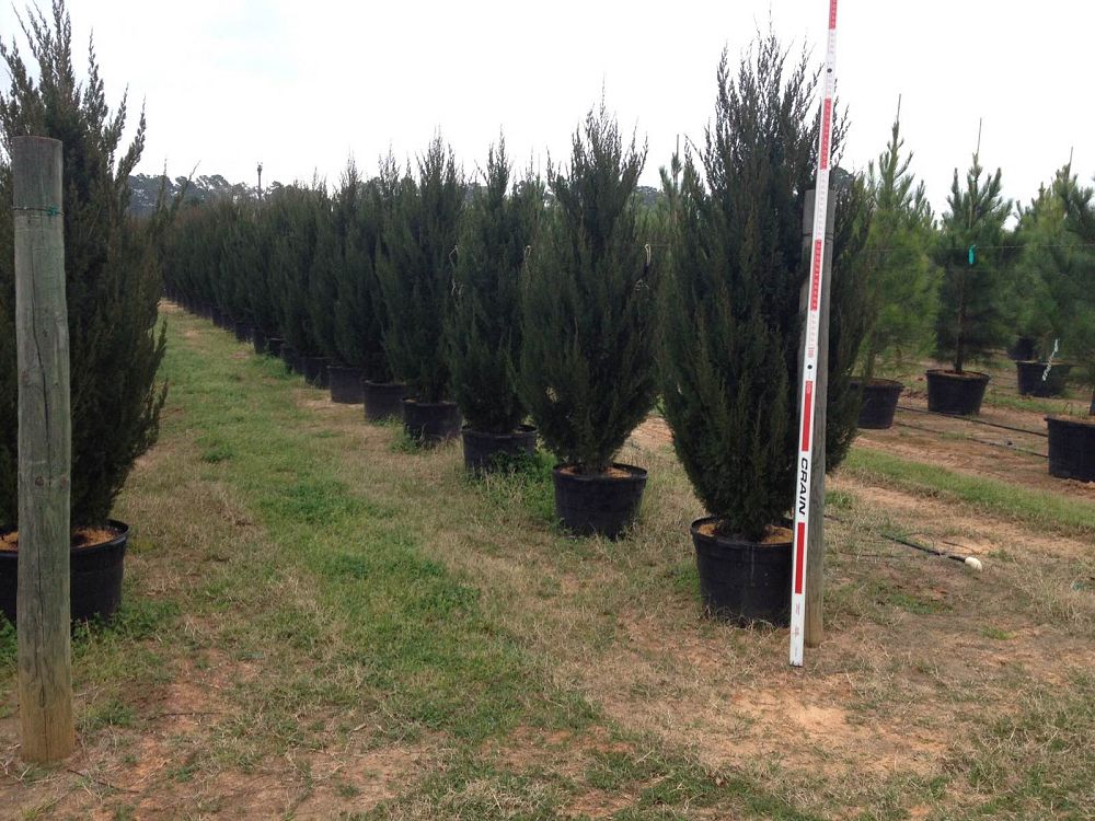 juniperus-chinensis-spartan-chinese-juniper