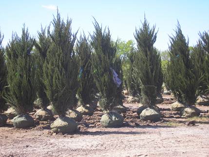 juniperus-chinensis-spartan-chinese-juniper