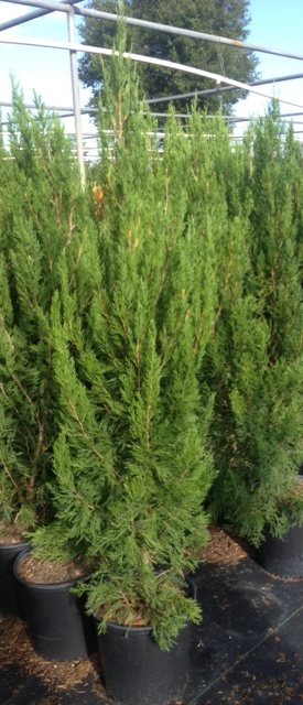 juniperus-chinensis-spartan-chinese-juniper