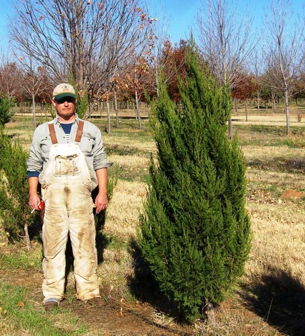 juniperus-chinensis-spartan-chinese-juniper