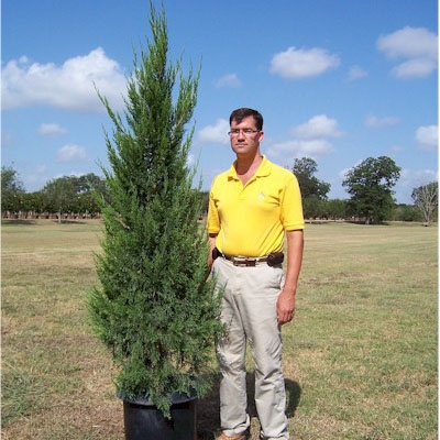 juniperus-chinensis-spartan-chinese-juniper