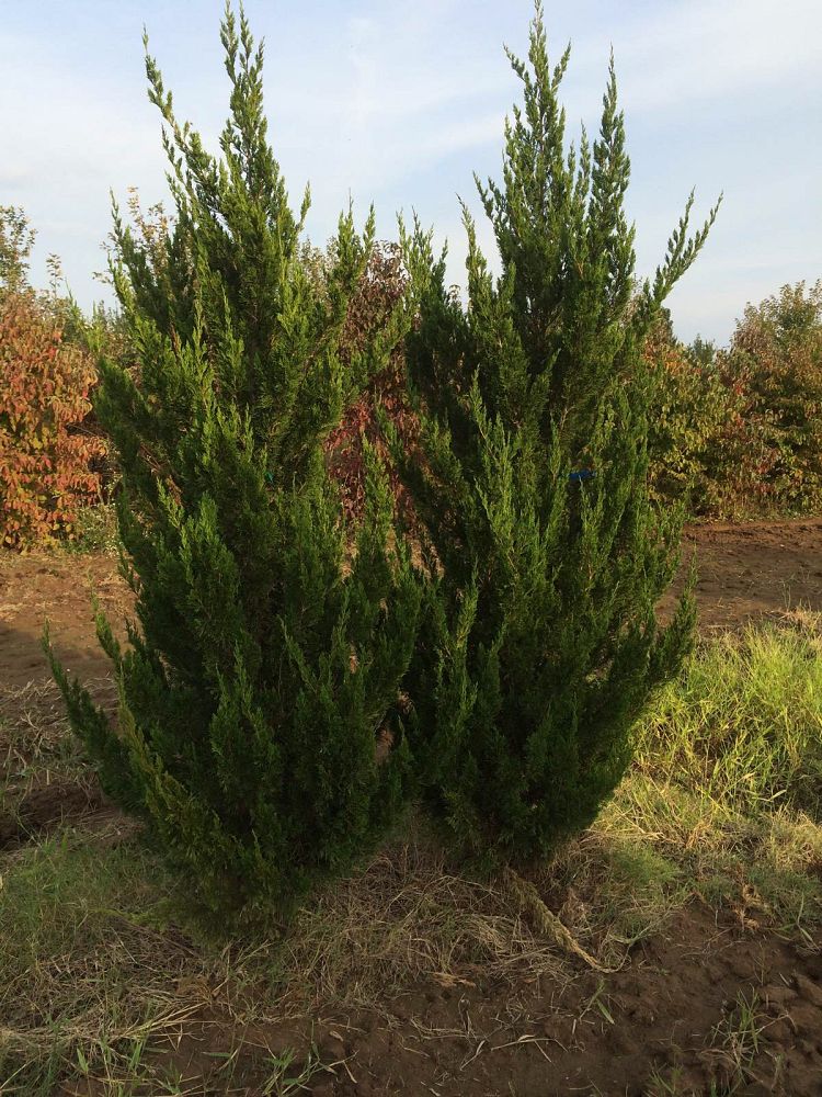 juniperus-chinensis-spartan-chinese-juniper