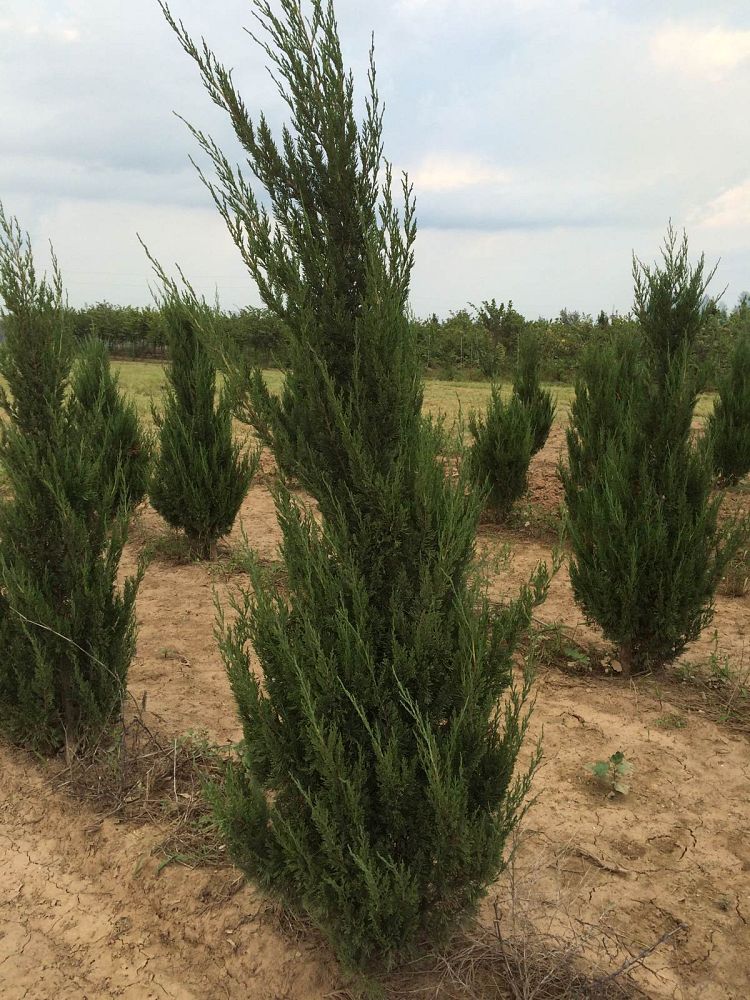 juniperus-chinensis-spartan-chinese-juniper