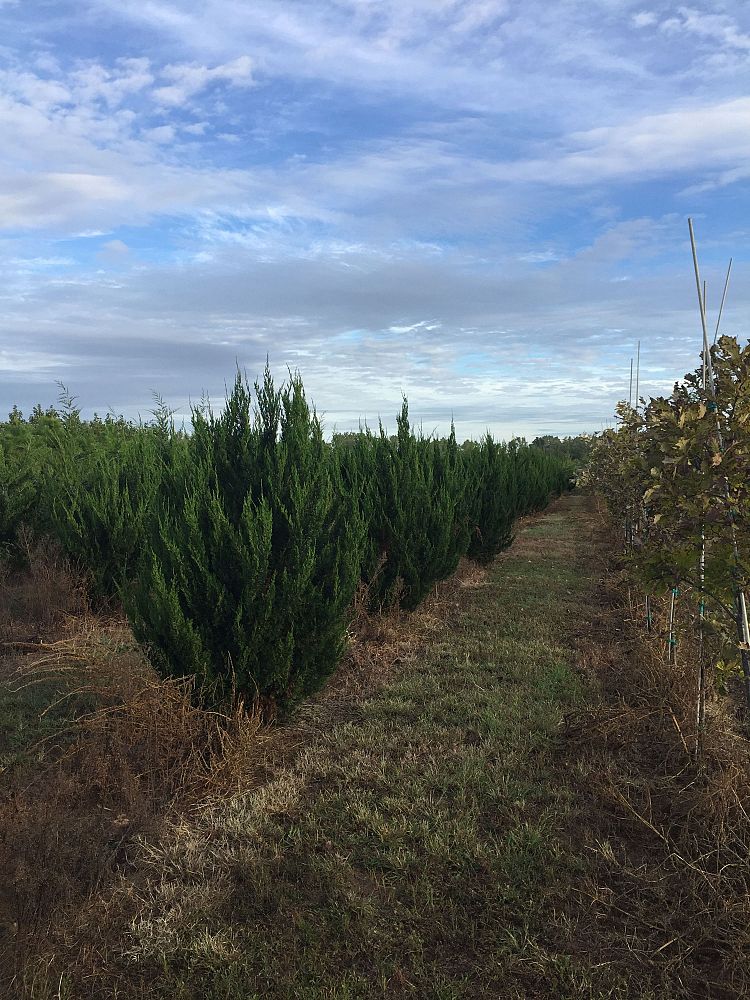 juniperus-chinensis-spartan-chinese-juniper