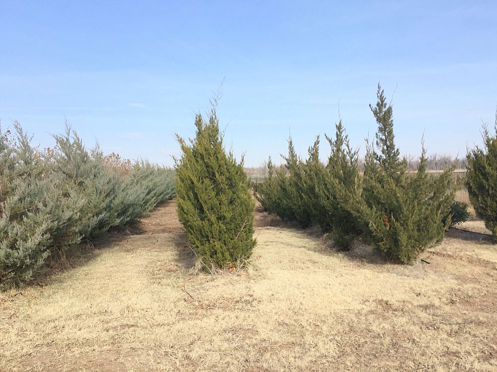 juniperus-chinensis-spartan-chinese-juniper