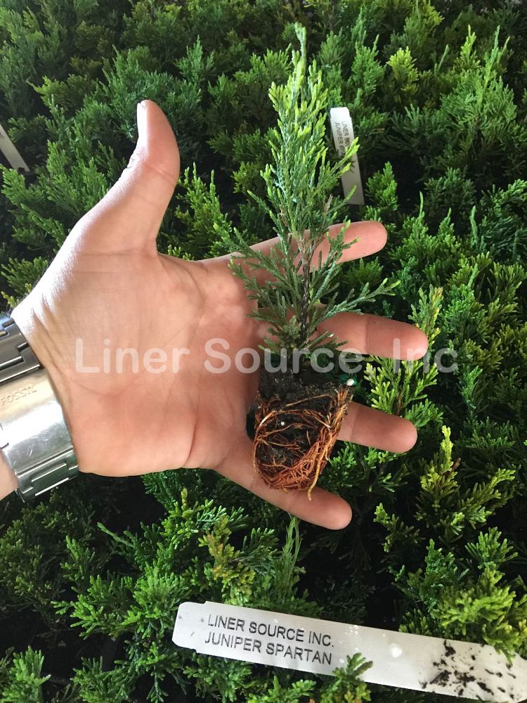juniperus-chinensis-spartan-chinese-juniper