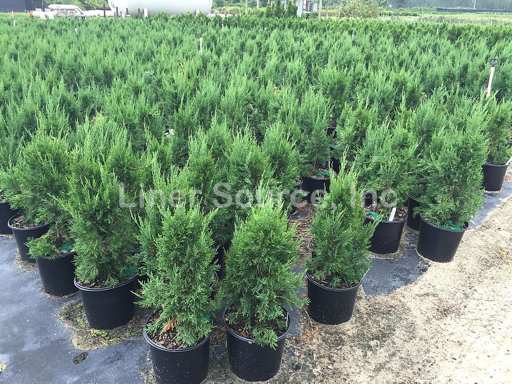 juniperus-chinensis-spartan-chinese-juniper