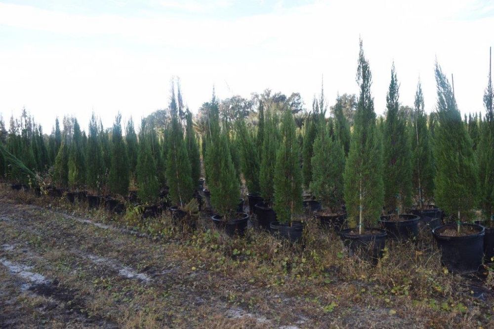 juniperus-chinensis-spartan-chinese-juniper