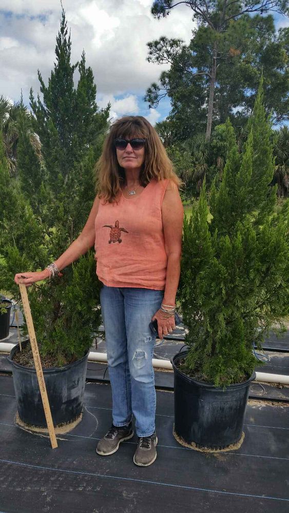 juniperus-chinensis-spartan-chinese-juniper