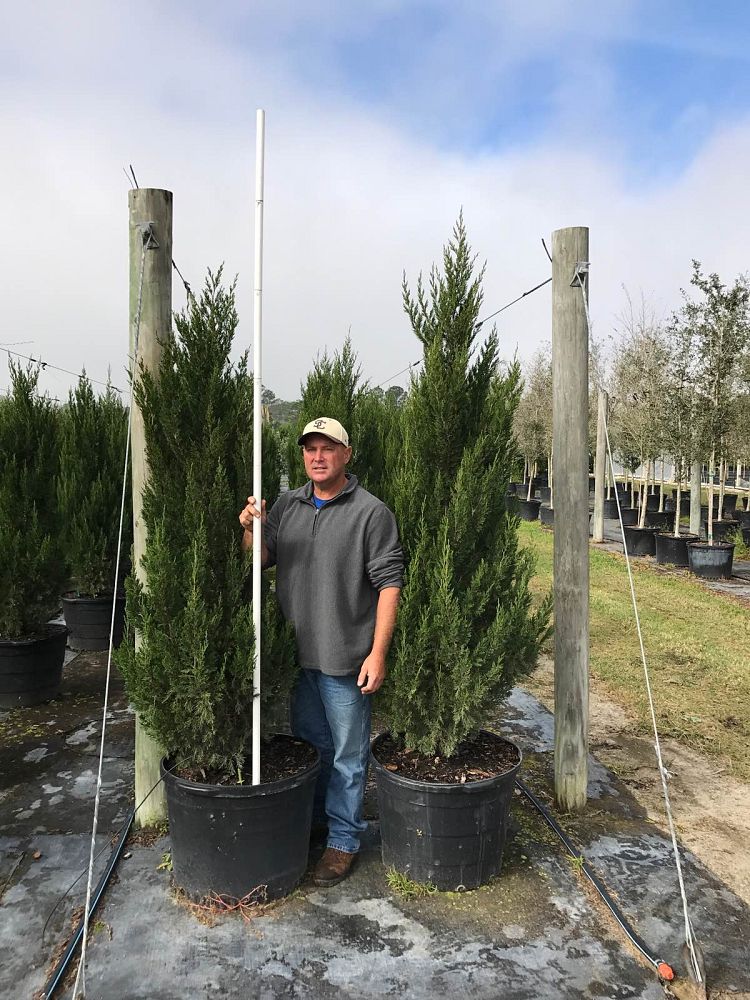 juniperus-chinensis-spartan-chinese-juniper