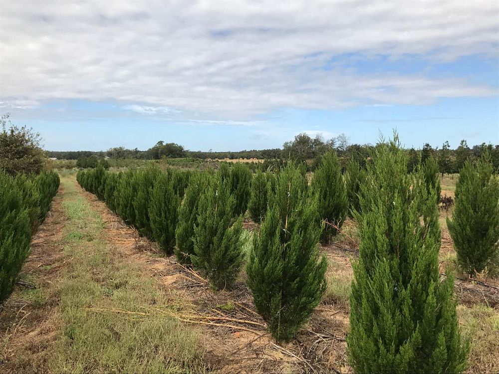 juniperus-chinensis-spartan-chinese-juniper
