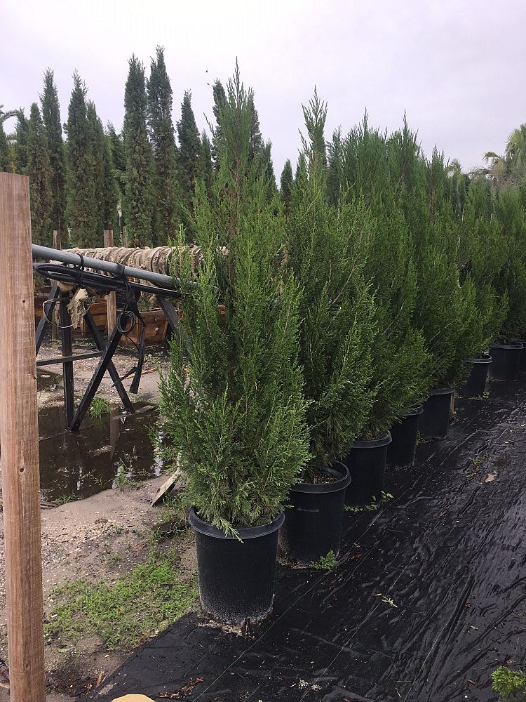 juniperus-chinensis-spartan-chinese-juniper