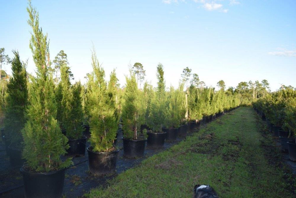 juniperus-chinensis-spartan-chinese-juniper