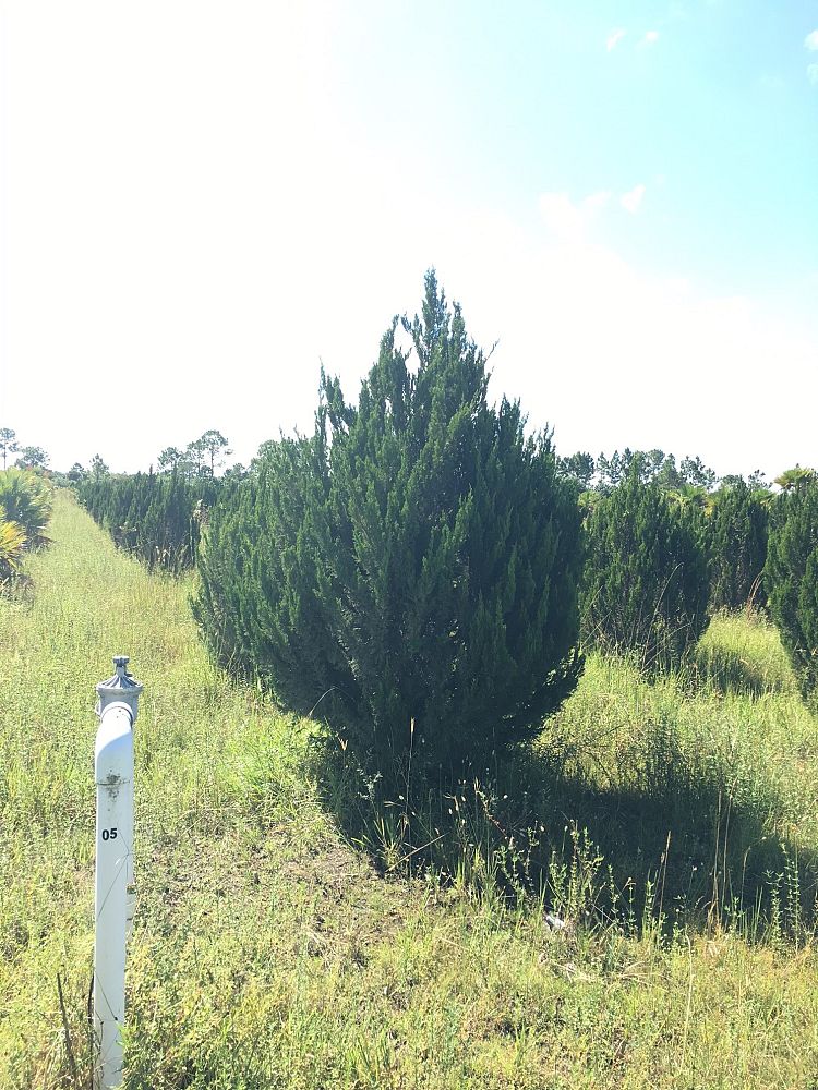 juniperus-chinensis-spartan-chinese-juniper