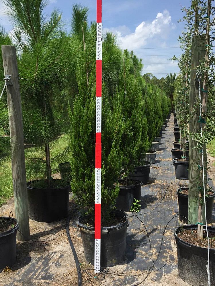 juniperus-chinensis-spartan-chinese-juniper