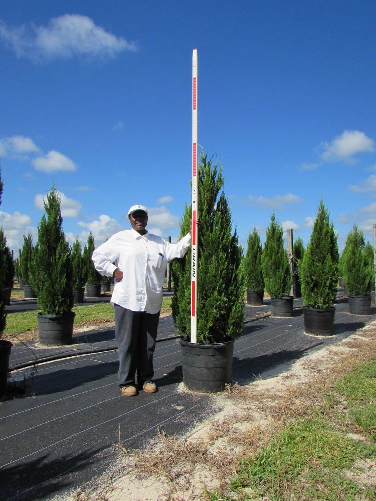 juniperus-chinensis-spartan-chinese-juniper