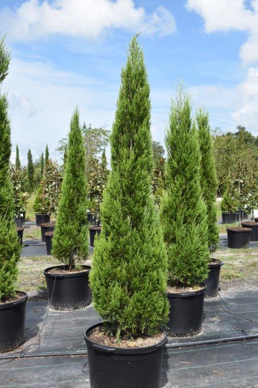 juniperus-chinensis-spartan-chinese-juniper