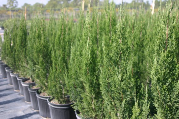 juniperus-chinensis-spartan-chinese-juniper