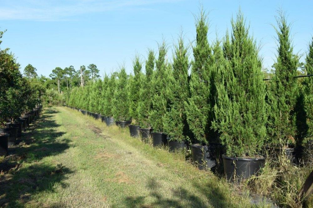 juniperus-chinensis-spartan-chinese-juniper