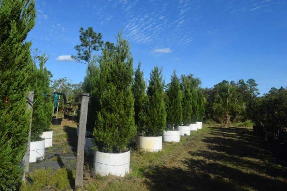 juniperus-chinensis-spartan-chinese-juniper