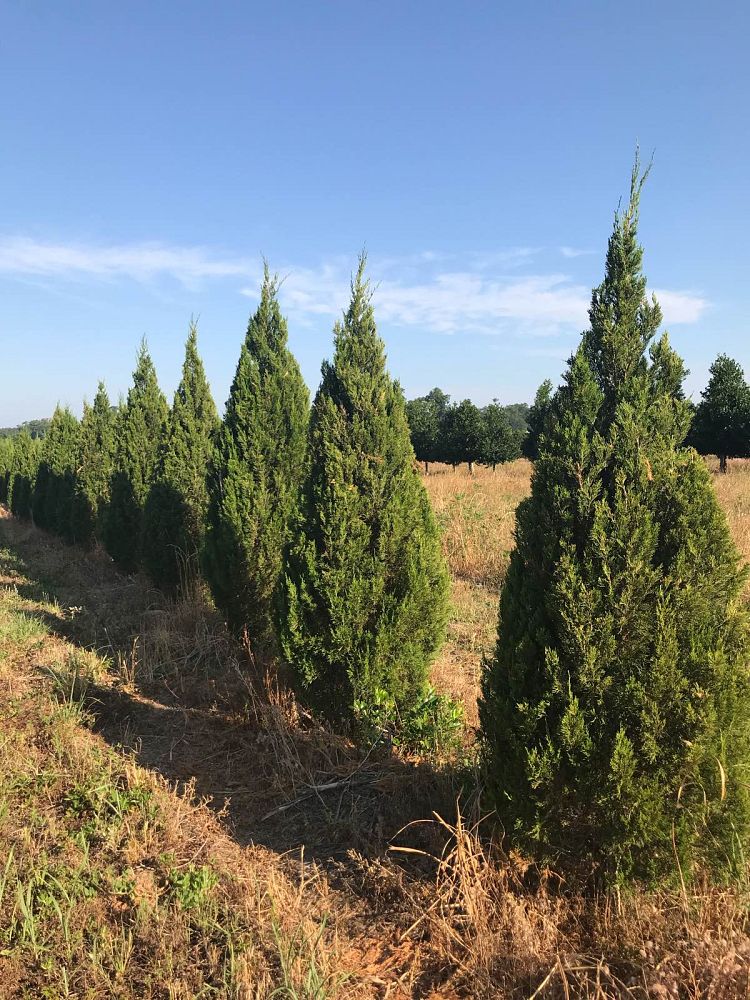 juniperus-chinensis-spartan-chinese-juniper