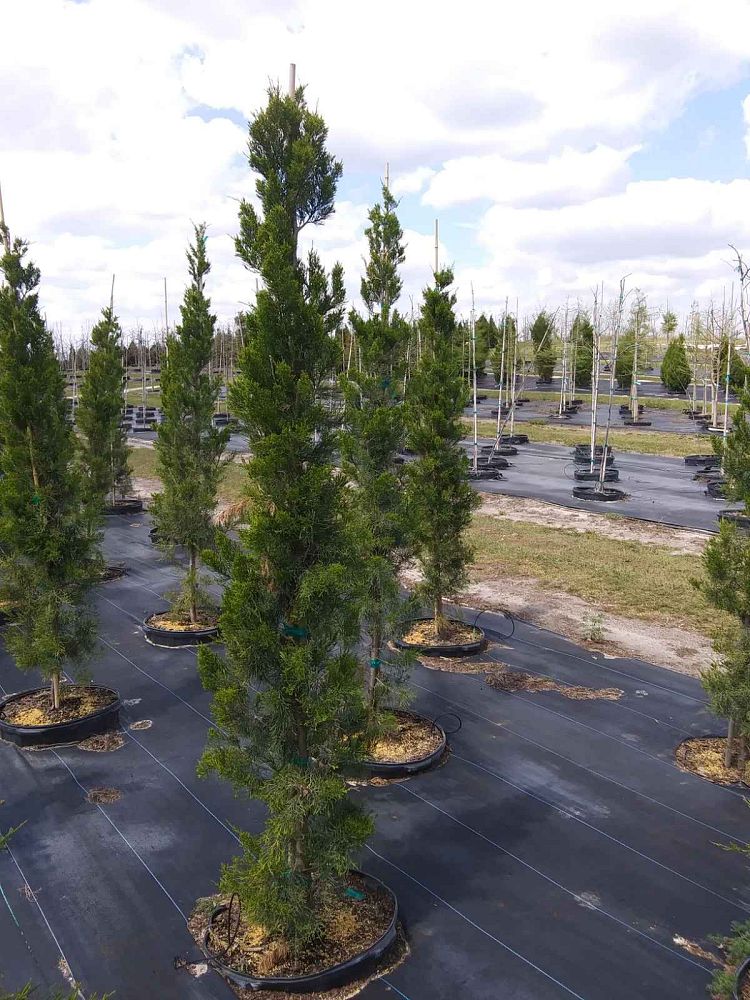juniperus-chinensis-spartan-chinese-juniper