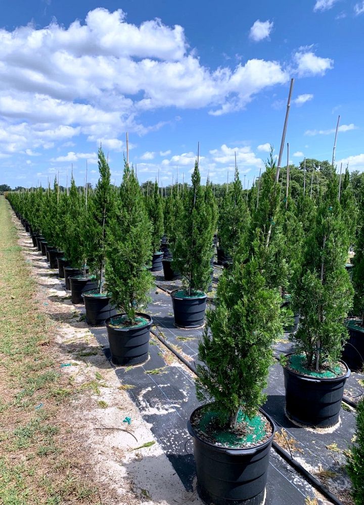 juniperus-chinensis-spartan-chinese-juniper