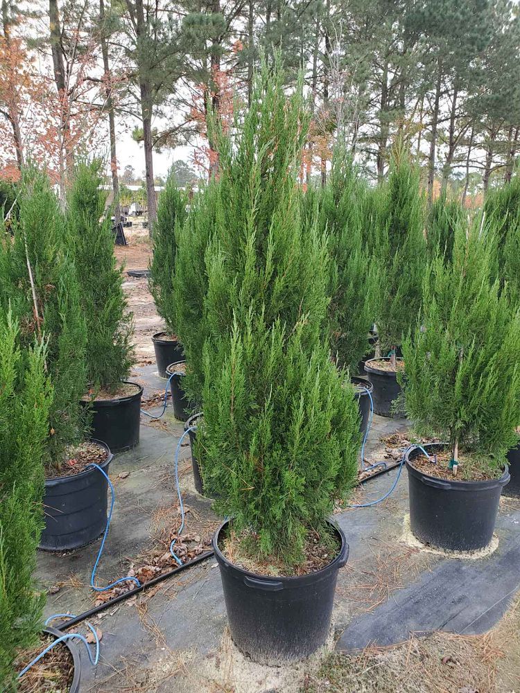 juniperus-chinensis-spartan-chinese-juniper