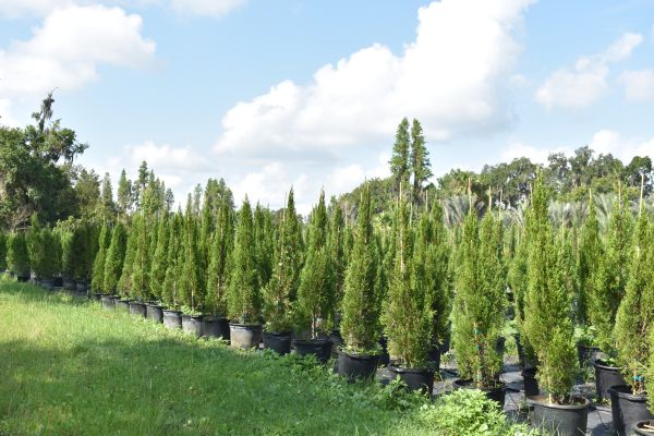 juniperus-chinensis-spartan-chinese-juniper