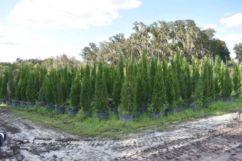 juniperus-chinensis-spartan-chinese-juniper