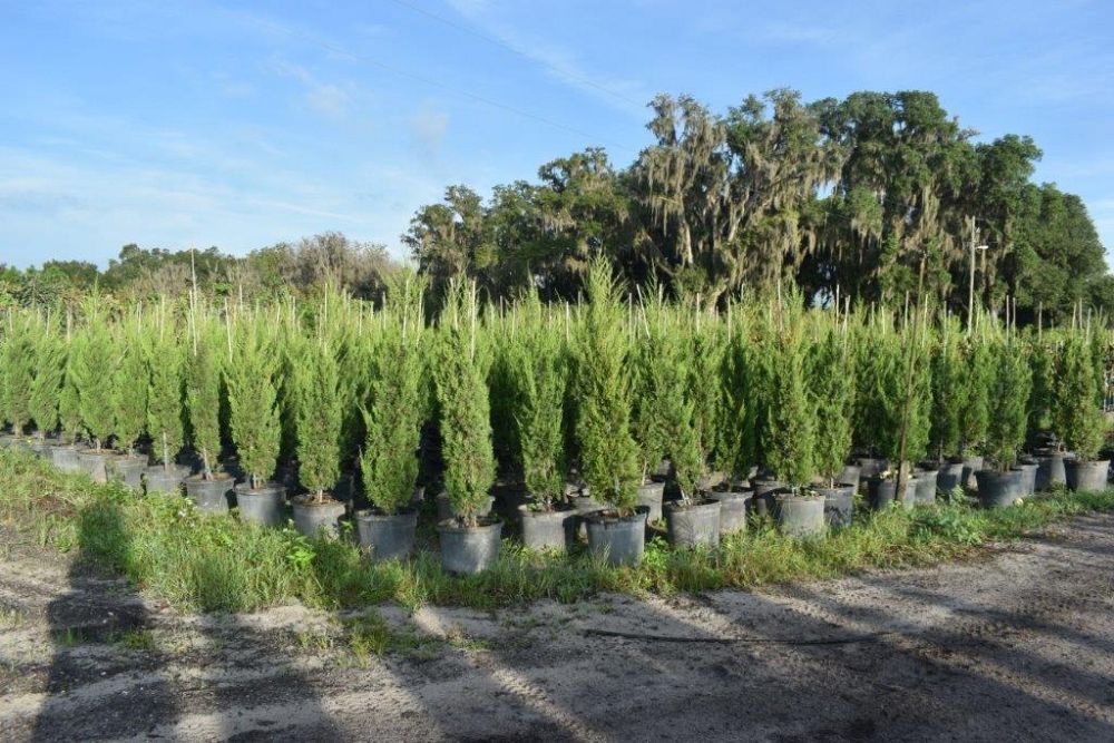 juniperus-chinensis-spartan-chinese-juniper