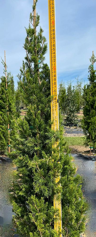 juniperus-chinensis-spartan-chinese-juniper