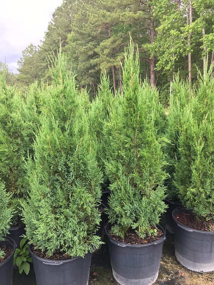juniperus-chinensis-spartan-chinese-juniper