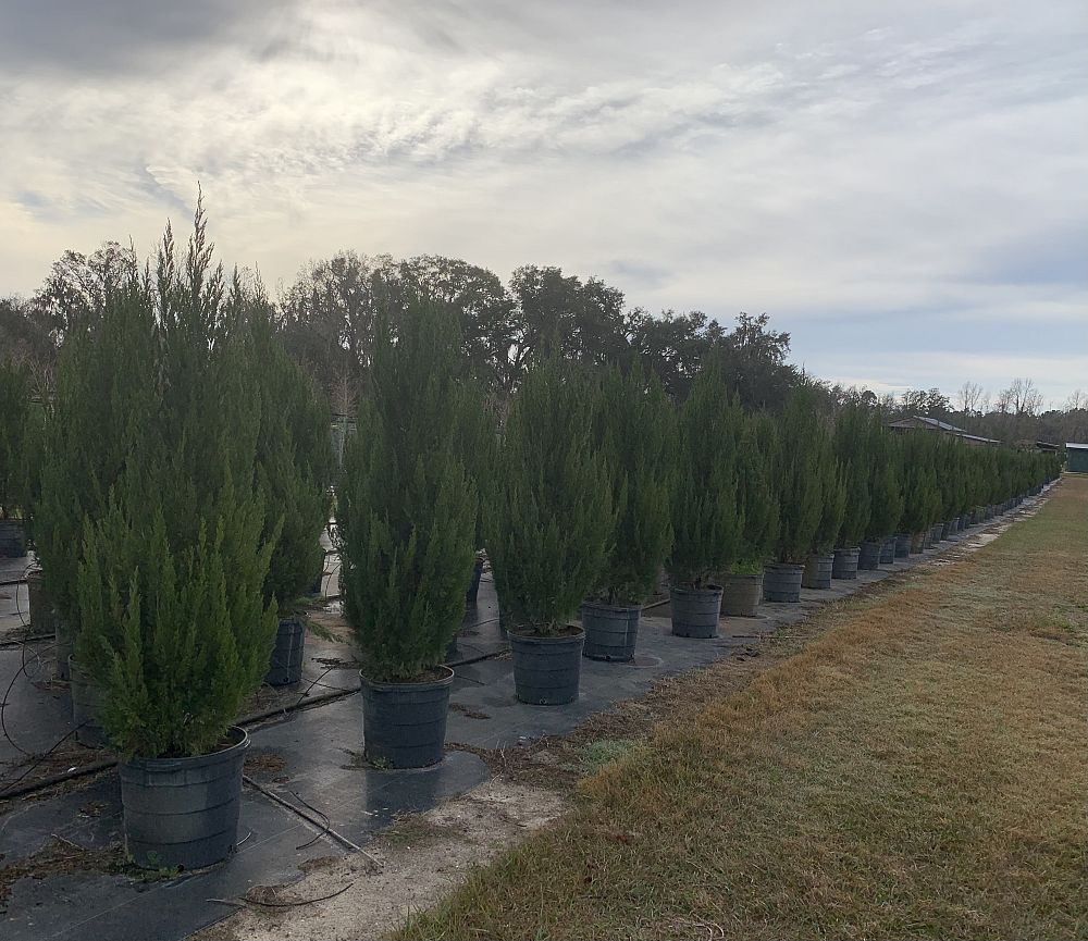 juniperus-chinensis-spartan-chinese-juniper