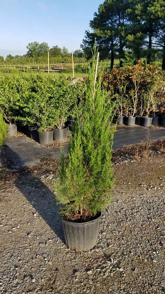 juniperus-chinensis-spartan-chinese-juniper
