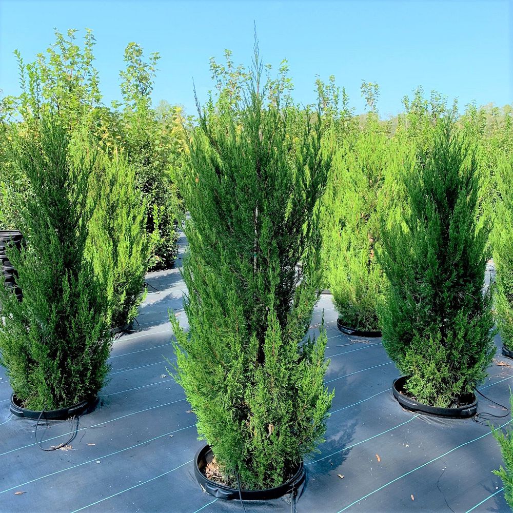 juniperus-chinensis-spartan-chinese-juniper