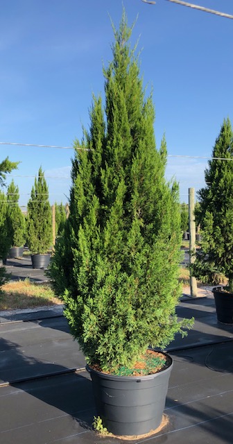 juniperus-chinensis-spartan-chinese-juniper