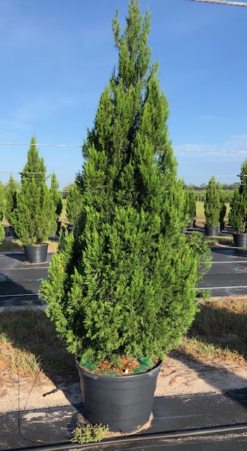 juniperus-chinensis-spartan-chinese-juniper