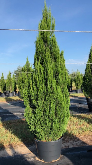juniperus-chinensis-spartan-chinese-juniper