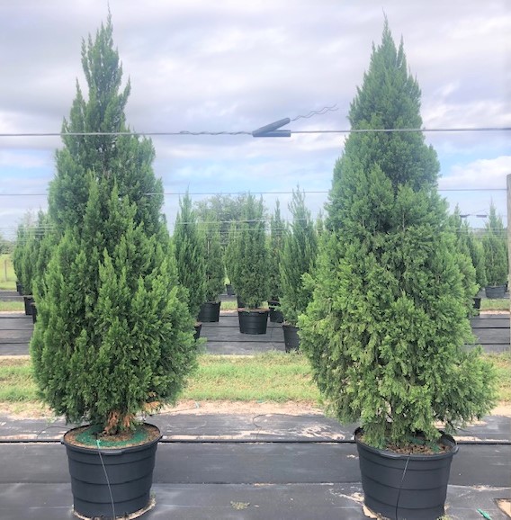 juniperus-chinensis-spartan-chinese-juniper